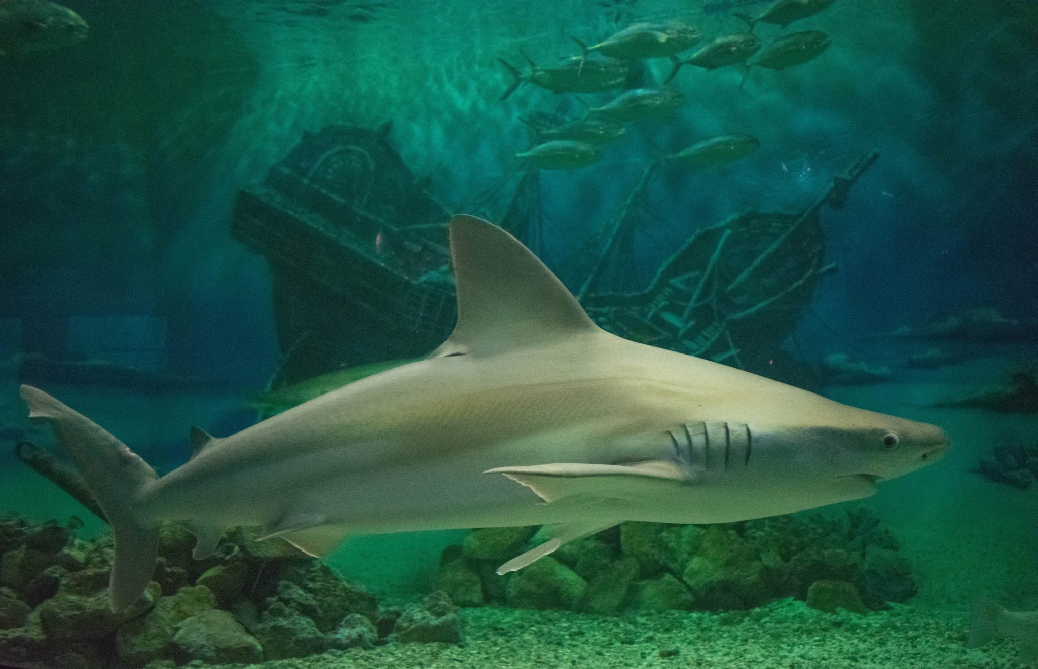 Great white shark swimming underwater in a large aquarium tank with fish above.