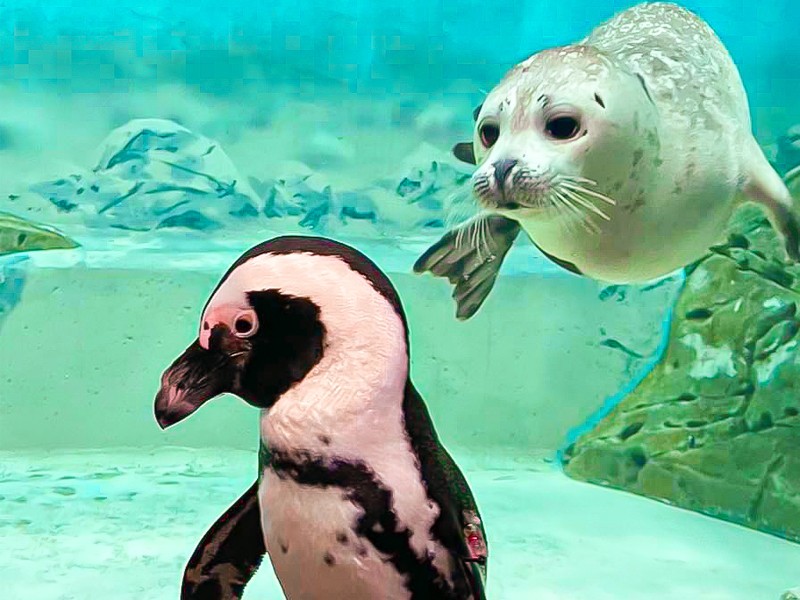 Aquarium
