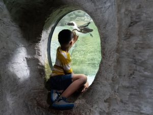 Boy looks through a circular opening at a seagull flying over green water.
