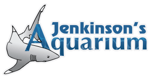 Jennison's Aquarium logo: A vibrant and dynamic logo featuring an underwater scene with colorful marine life and the name "Jennison's Aquarium".