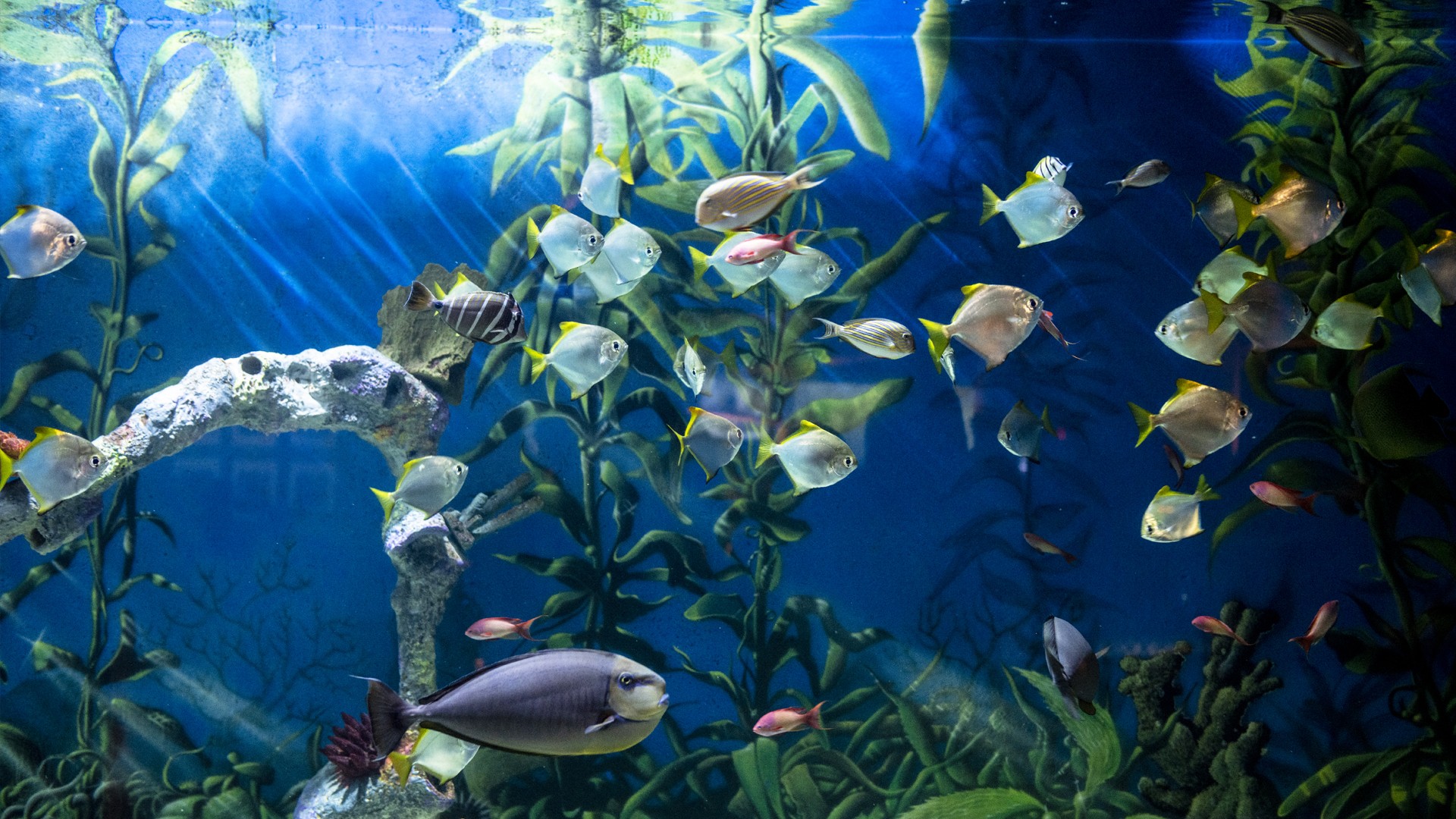 Noon Years Eve Schedule at-a-glance