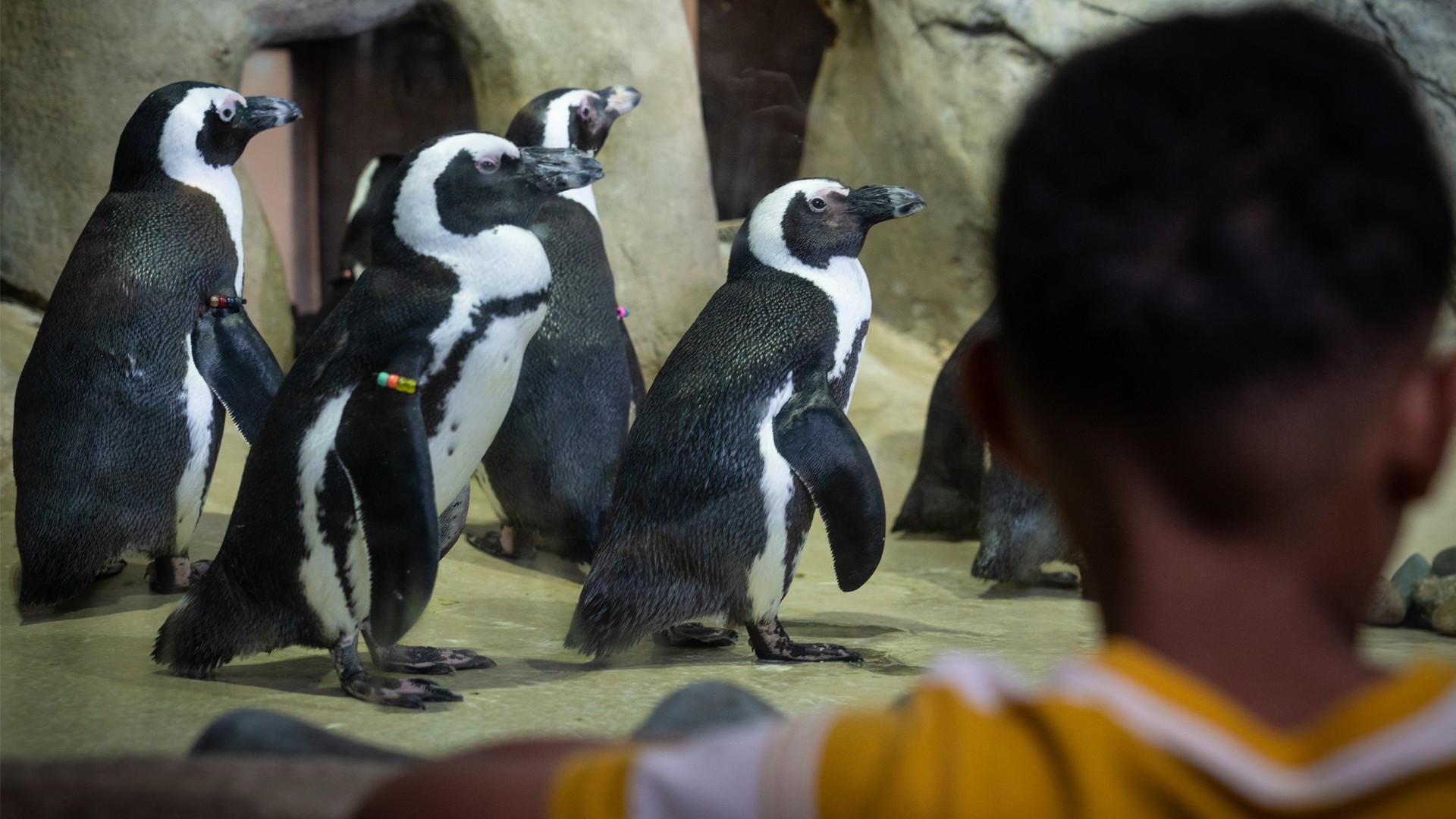 Activities Happening Inside the Jenkinson’s Aquarium