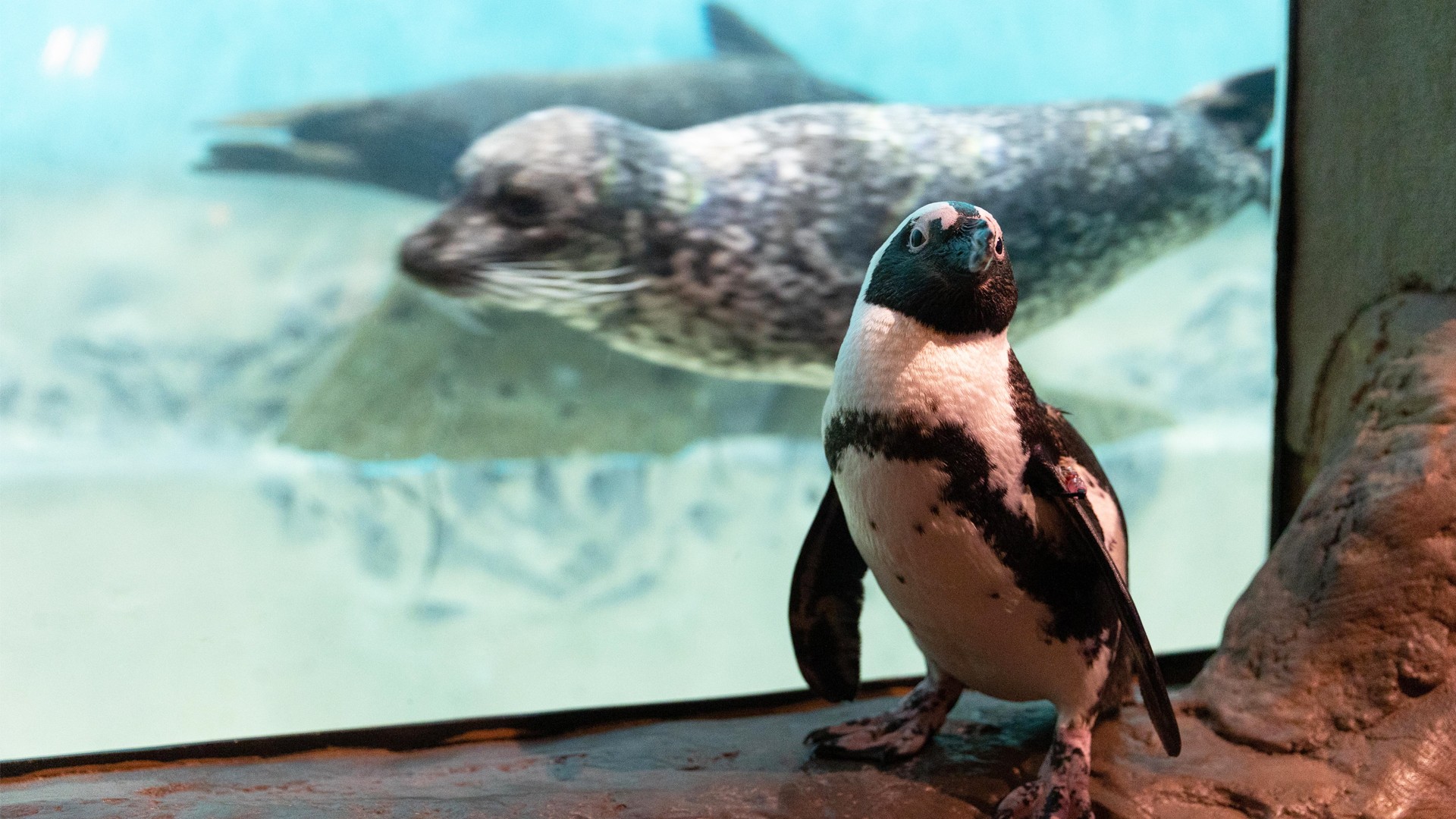 a penguin and a seal at jenkinson's aquarium