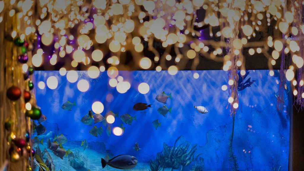 Holiday lights and ornaments hanging above a colorful fish tank at Jenkinson’s Aquarium.