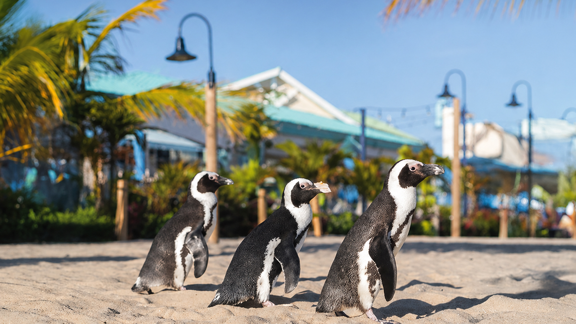 Three penguins walk across a sandy beach with palm trees and a coastal building in the background.