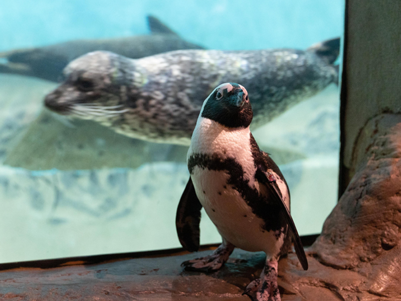 African penguin standing in front of a swimming harbor seal at Jenkinson’s Aquarium.