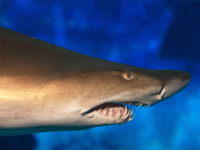 Close-up side view of a shark swimming at Jenkinson’s Aquarium.