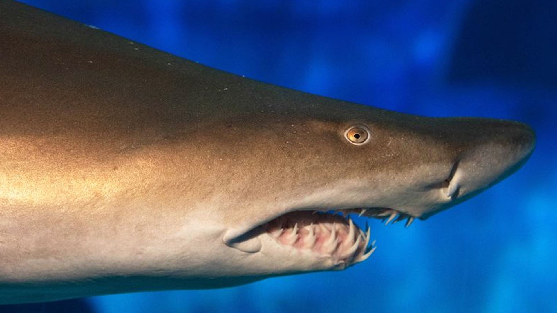 shark
