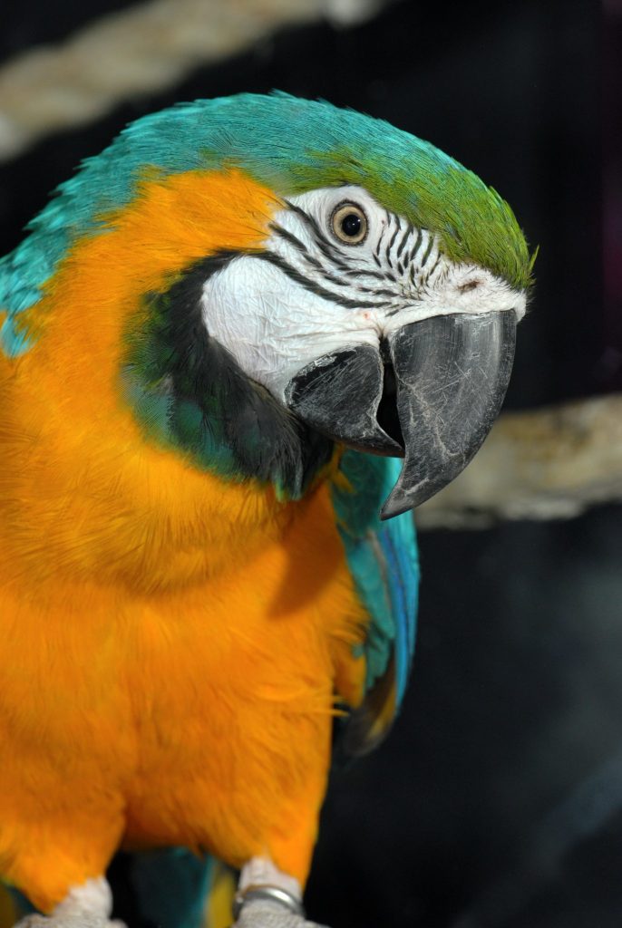 blue and gold macaw at jenkinsons aquarium