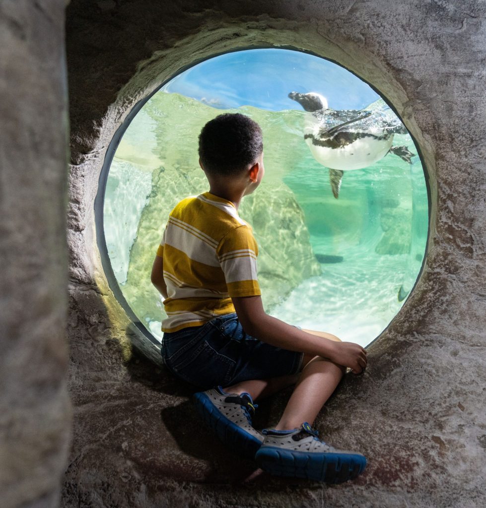 african penguin exhibit at jenkinsons aquarium