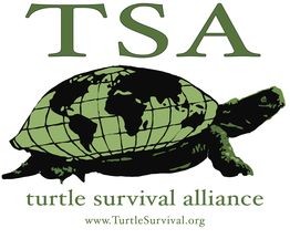 https://jenks-uploads.nyc3.digitaloceanspaces.com/wp-content/uploads/sites/2/2018/04/31112430/Turtle-Survival-Alliance.jpg