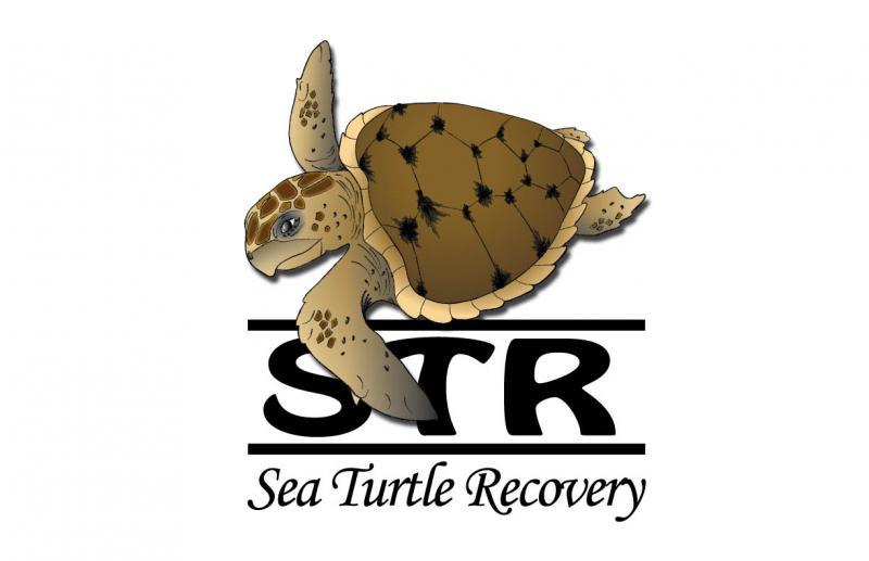 https://jenks-uploads.nyc3.digitaloceanspaces.com/wp-content/uploads/sites/2/2018/04/31112431/Sea-Turtle-Recovery.jpg
