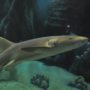 A Nurse Shark swimming.