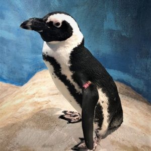 Lilo jenkinson's aquarium