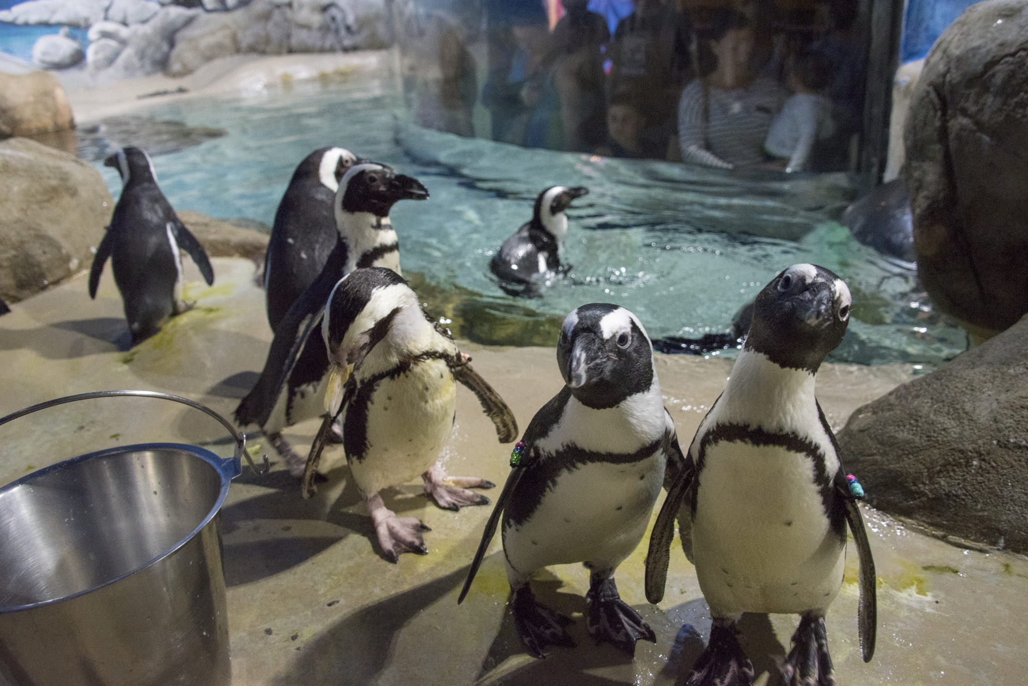african penguins at jenkinson's aquarium