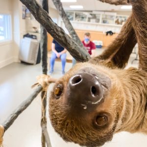 wally the sloth at jenkinson's aquarium