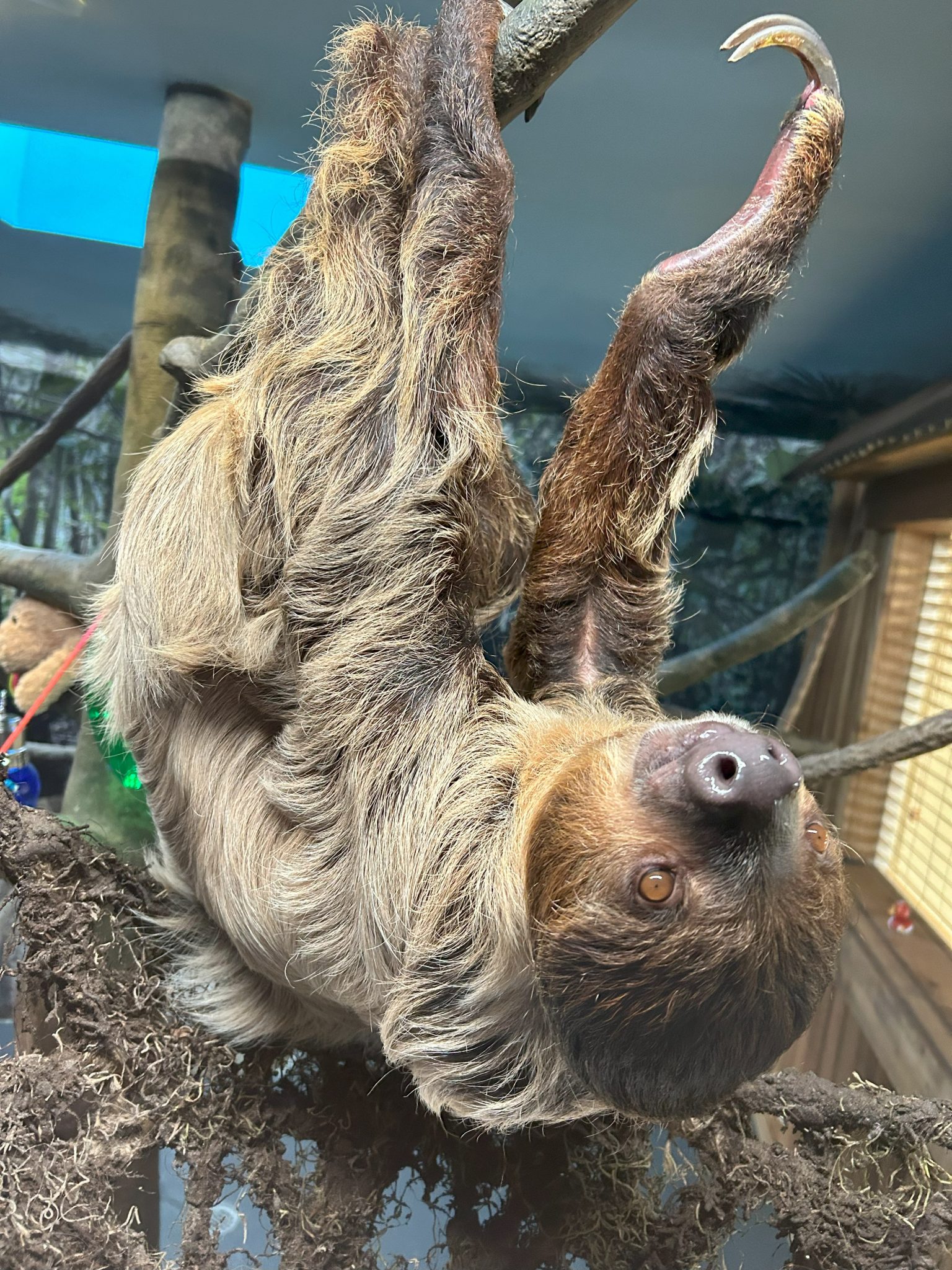 Scoop on Sloths - Image 2