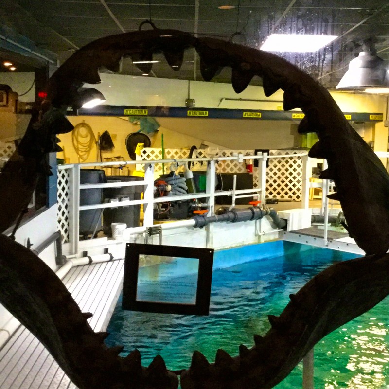 A shark's mouth suspended from the ceiling in a building, showcasing sharp teeth and a menacing appearance.