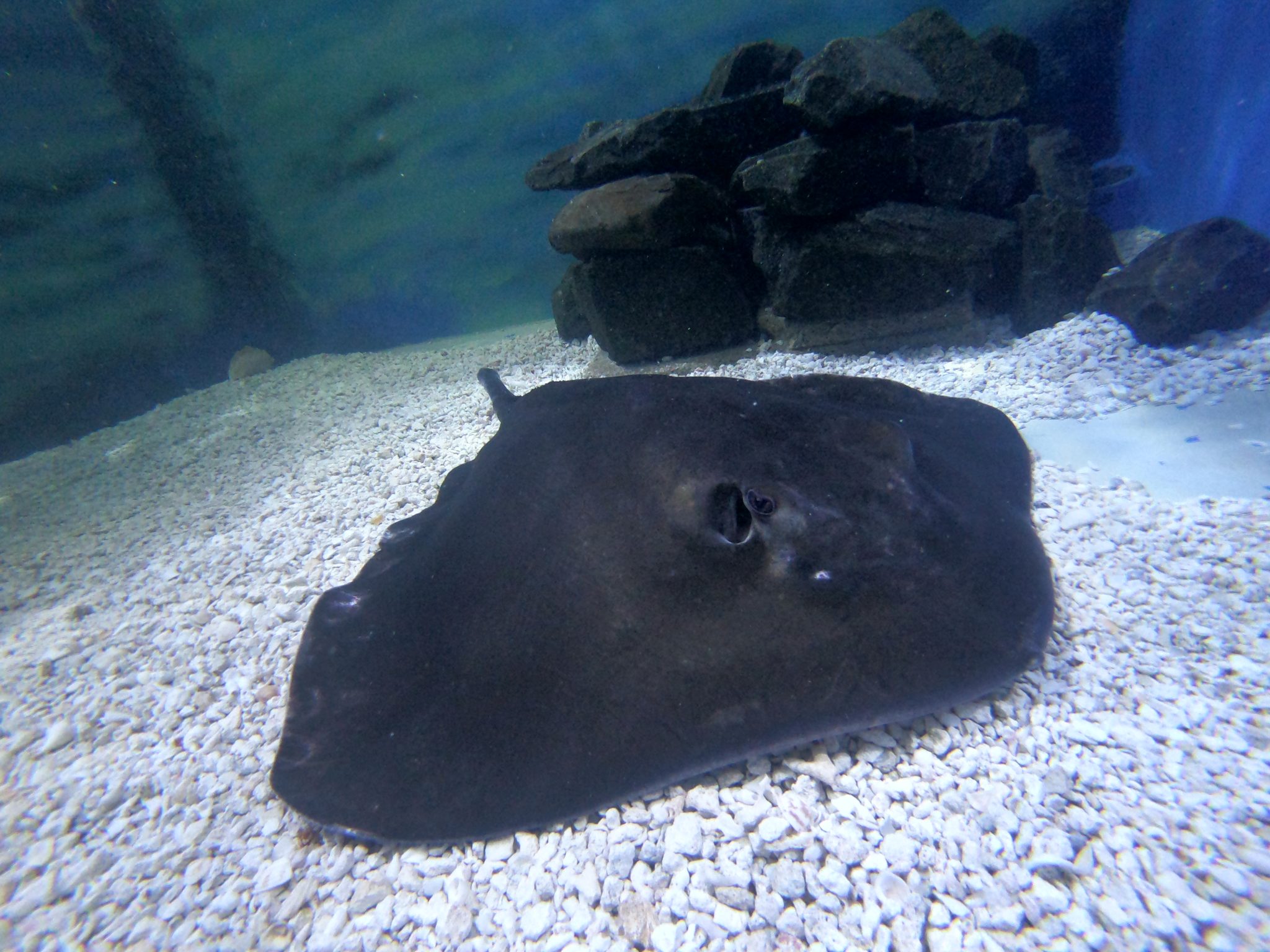 Stingray: Tilly