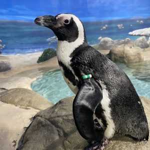 Penguin: Beach Donkey