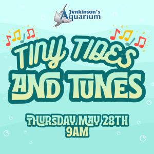 Tiny Tides & Tunes