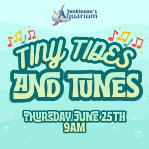 Tiny Tides & Tunes